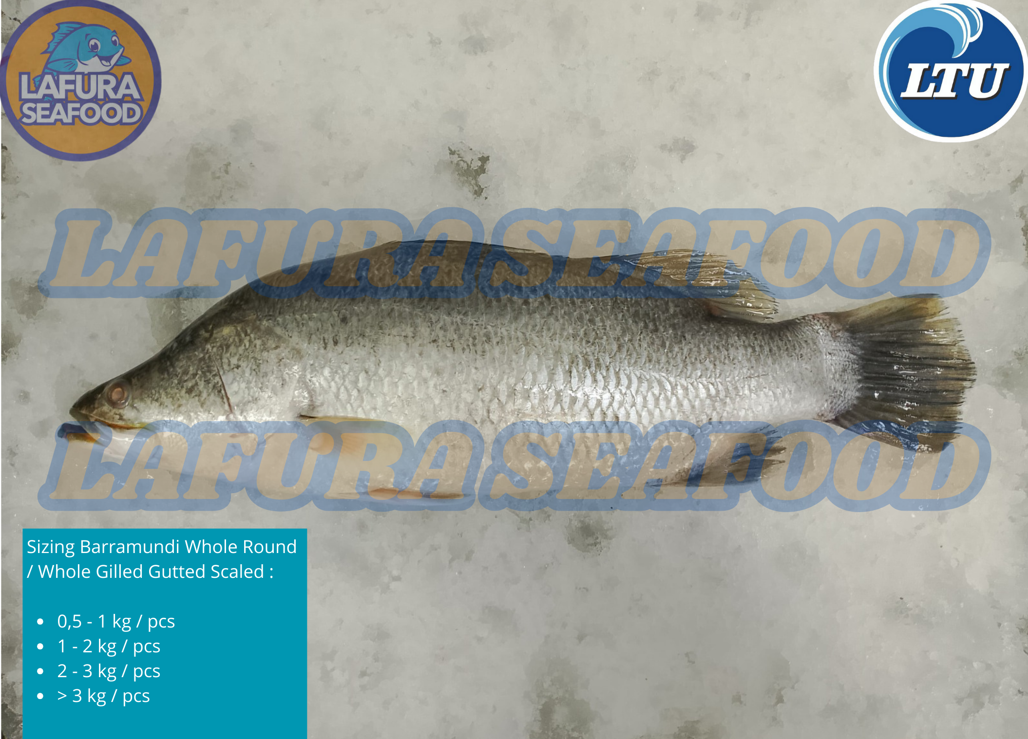 Barramundi Whole Round / Whole Gilled Gutted Scaled